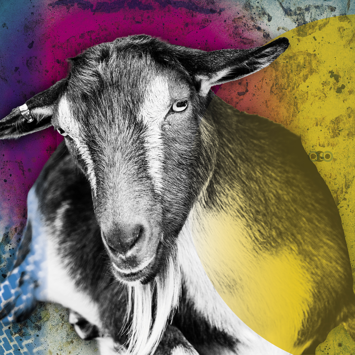 Goats_compositions_v12 Goats_compositions_v12
