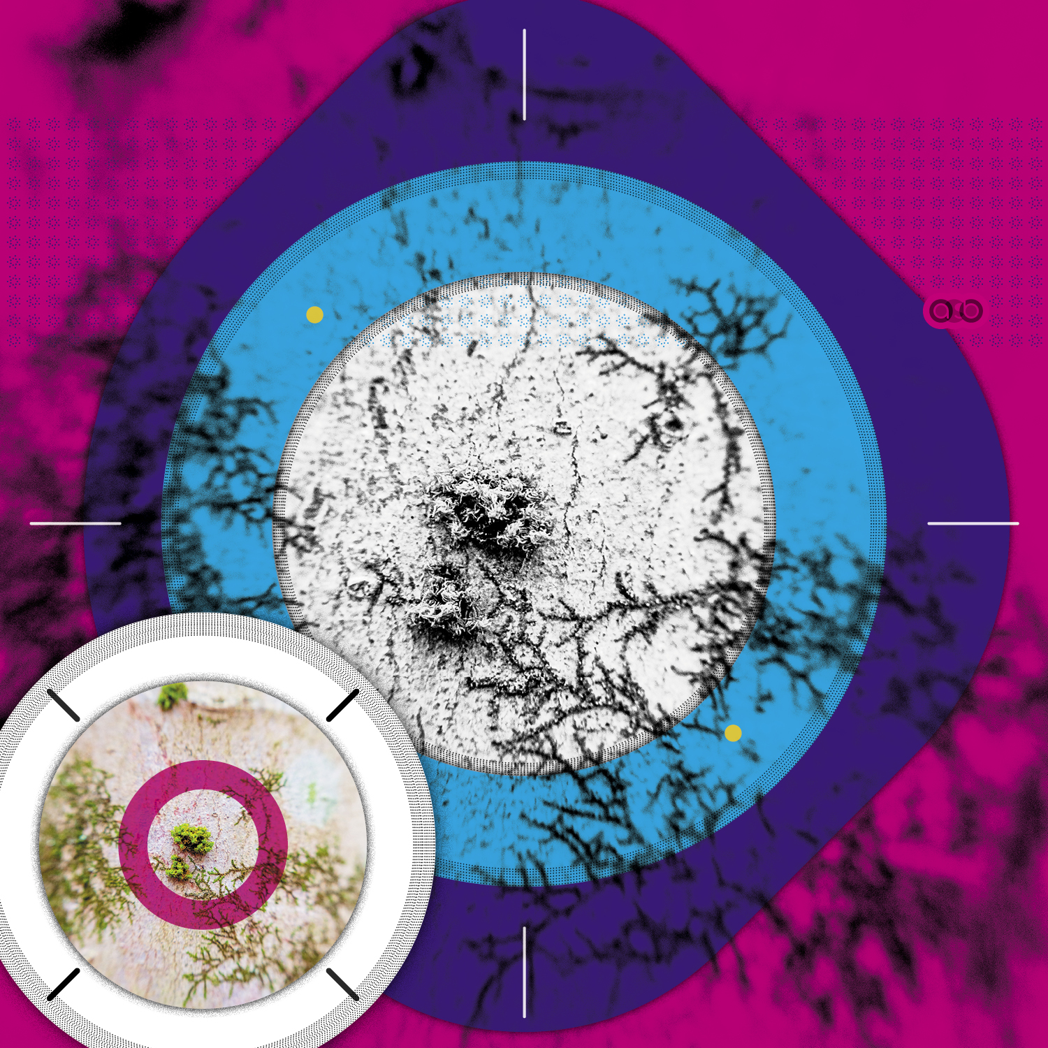 Lichen_compositions_v1 Lichen_compositions_v1