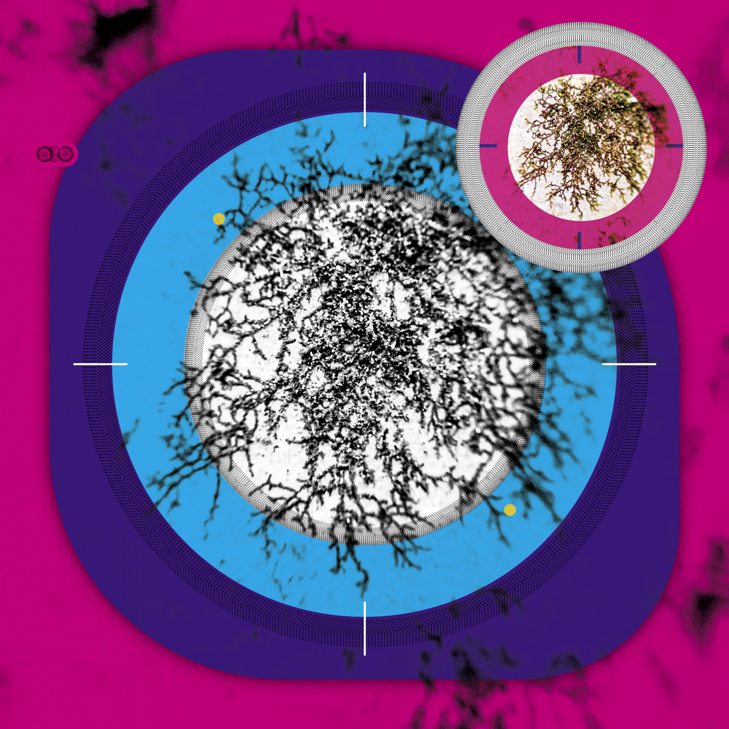 Lichen_compositions_v13 Lichen_compositions_v13
