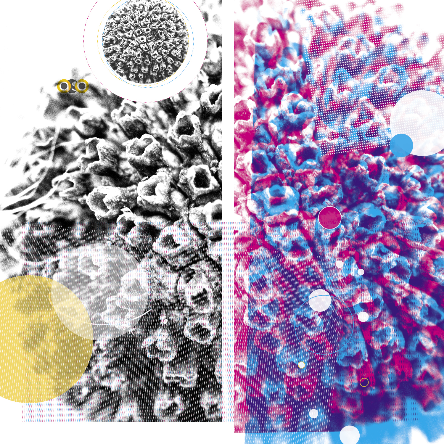 PlantVariations_compositions_v16 PlantVariations_compositions_v16